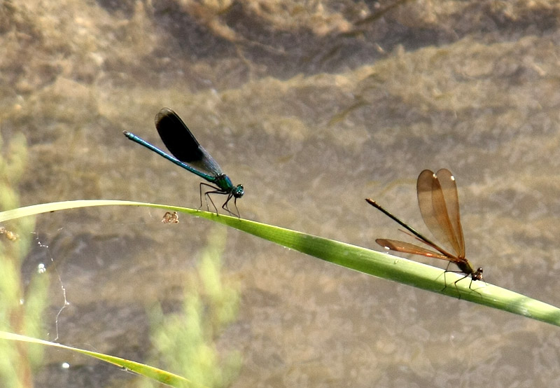 Identificazione - C. splendens (M) e C. haemorrhoidalis (F)